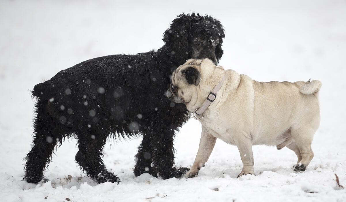 Nature Dogs trening szczeniaka
