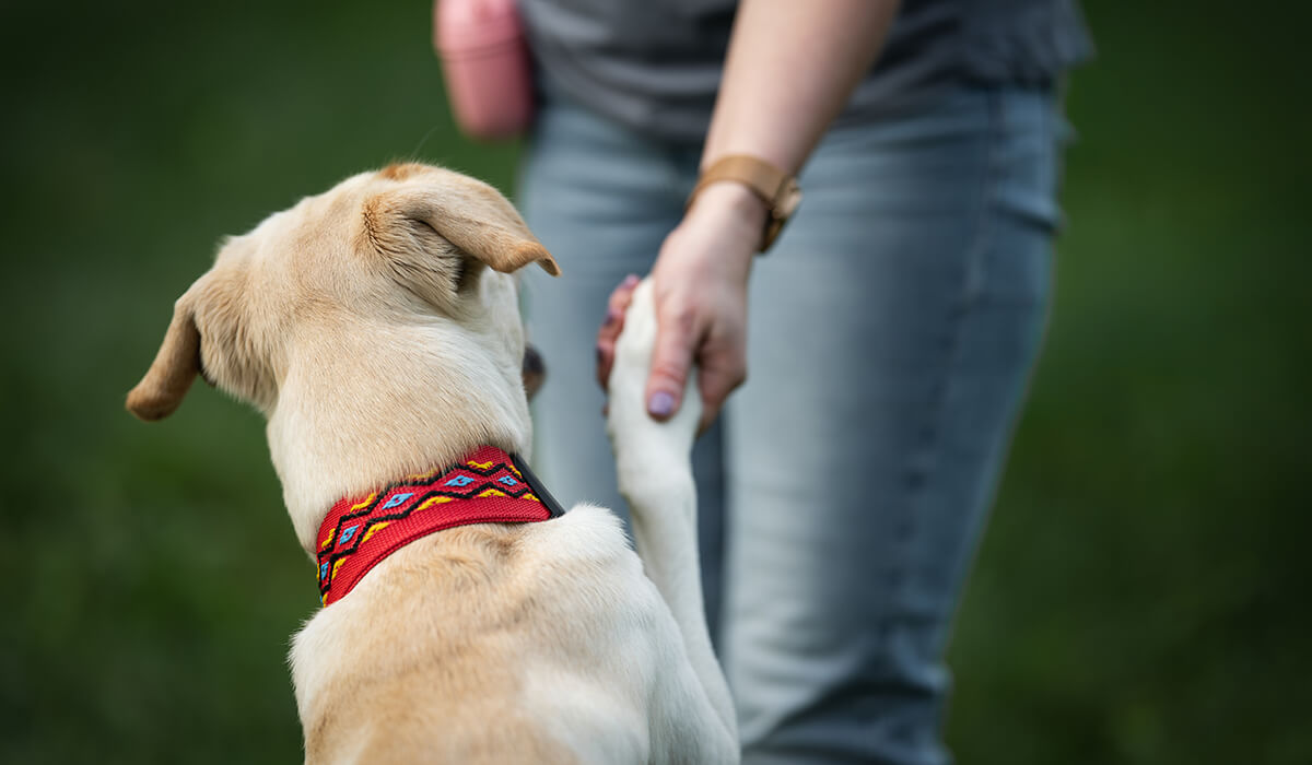 Nauka szczeniaka trening Nature Dogs