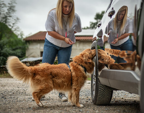 Szkolenia behawioralne dla psów Nature Dogs