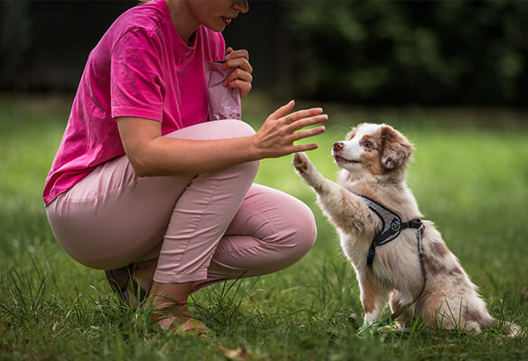 Szkolenia dla psów Skawina Nature Dogs