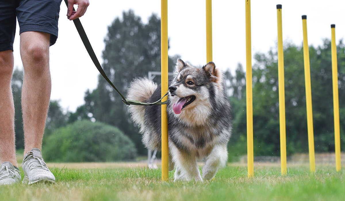 Trening psa Nature Dogs