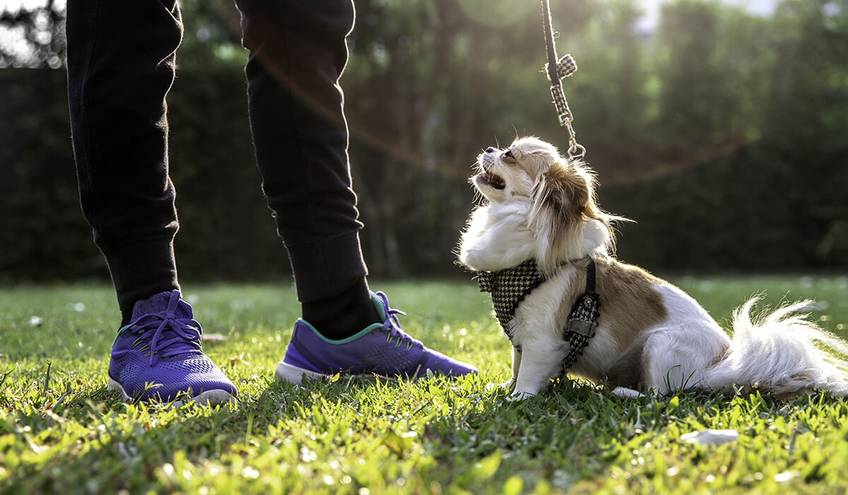Trenowanie psa Nature Dogs