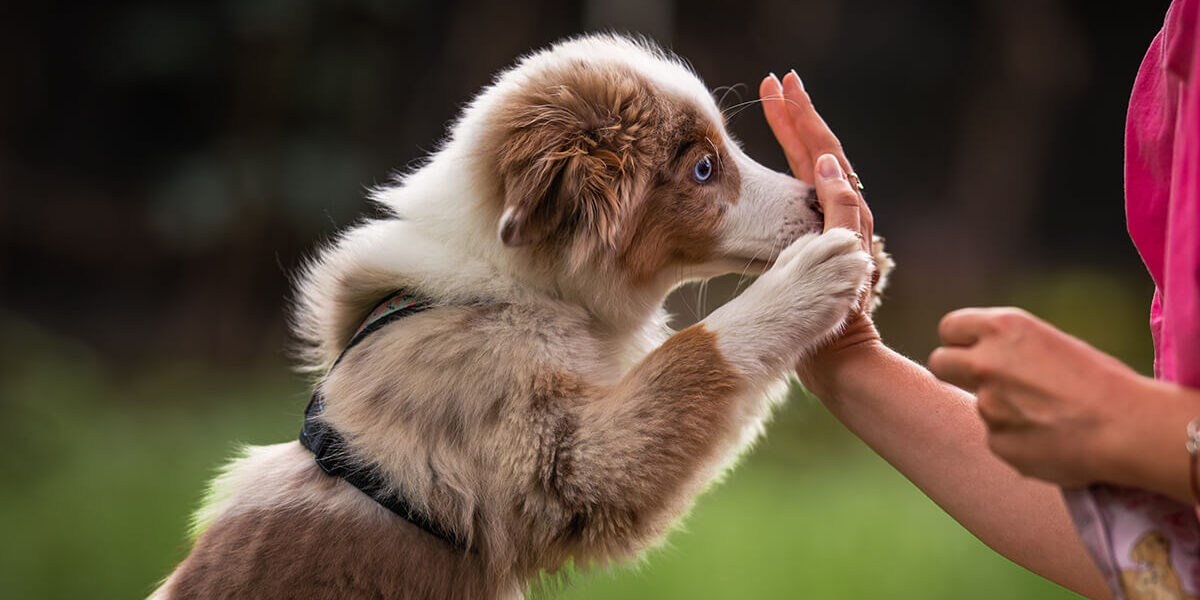 Trenowanie szczeniaka Nature Dogs