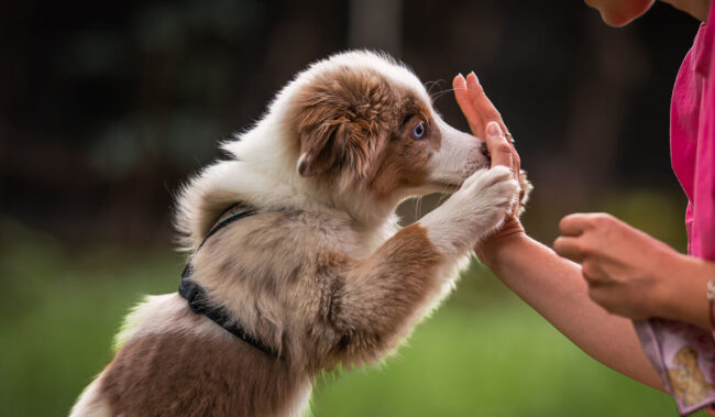 Trenowanie szczeniaka Nature Dogs