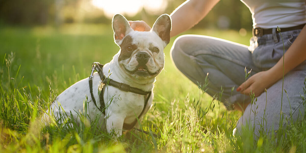 Wychowanie psa Nature Dogs