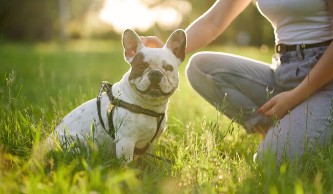 Wychowanie psa Nature Dogs