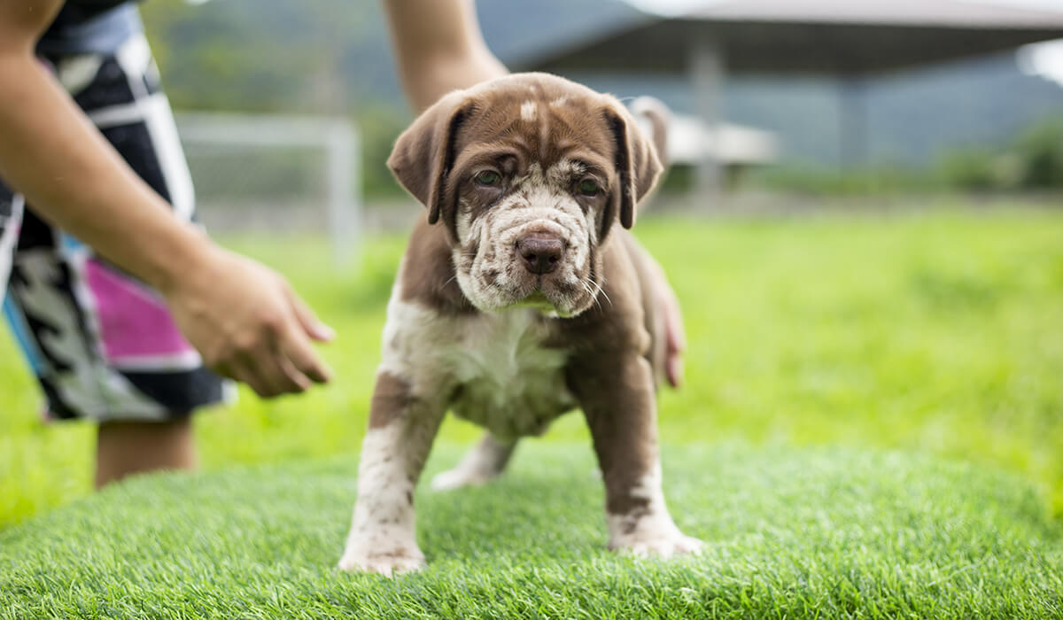 Wychowanie psów Nature Dogs