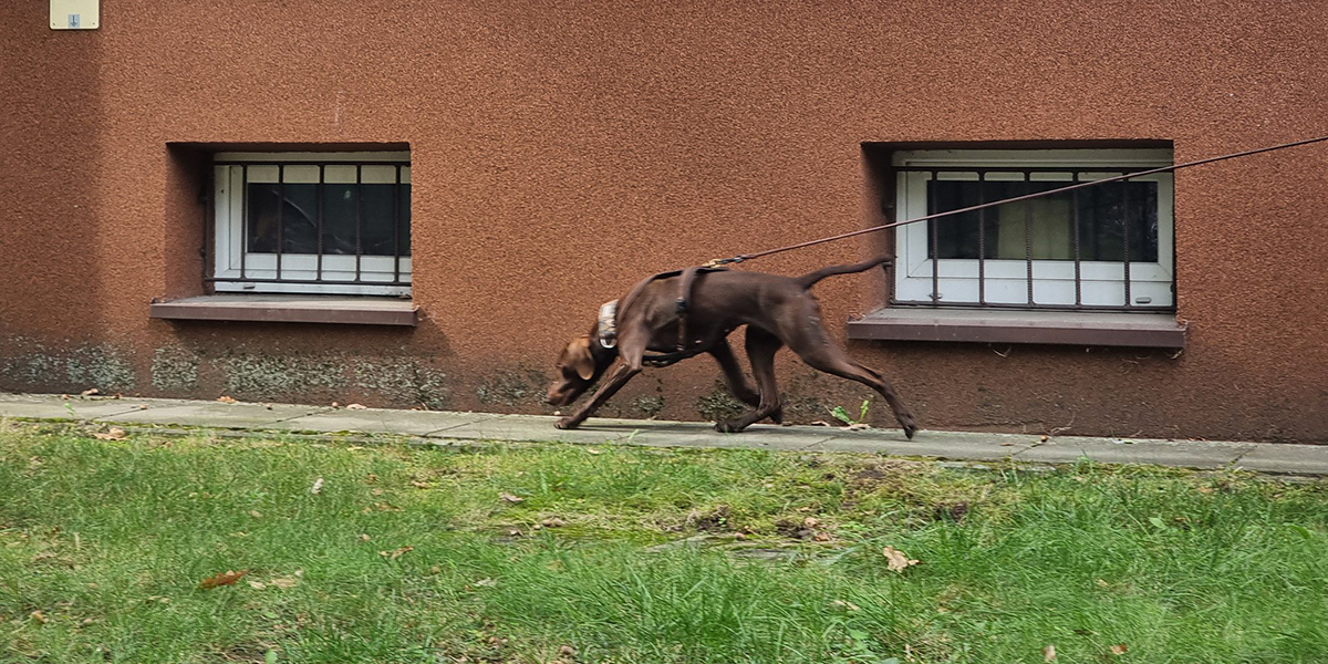 Nature Dogs szkolenia dla psów Kraków Nature Dogs szkolenia dla psów Kraków