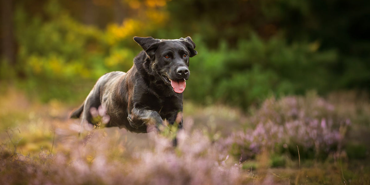 Nature Dogs szkolenia dla psów Nature Dogs szkolenia dla psów