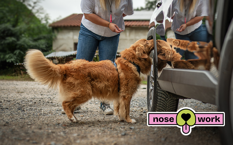 Nosework Nature Dogs