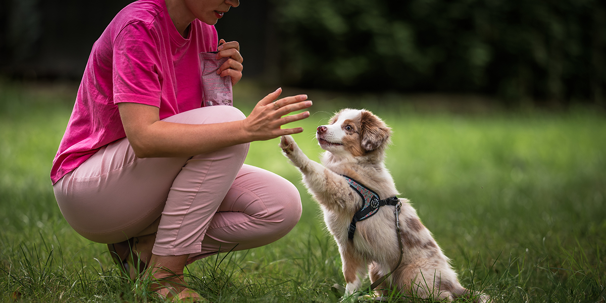 Sztuka przywołania w relacji z psem Nature Dogs Sztuka przywołania w relacji z psem Nature Dogs
