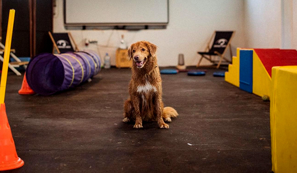 Wybieg dla psów Skawina Kraków