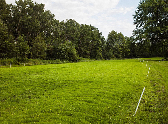 Wybieg dla psów Skawina wynajem