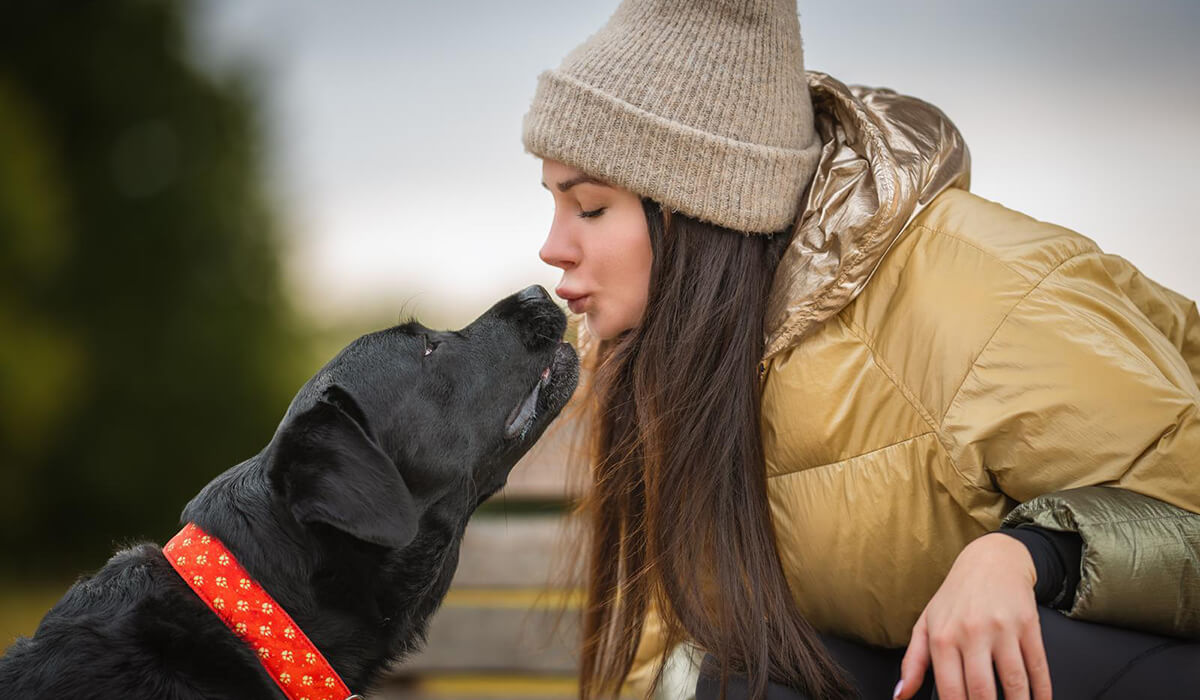 Labrador Retriever Nature Dogs Skawina