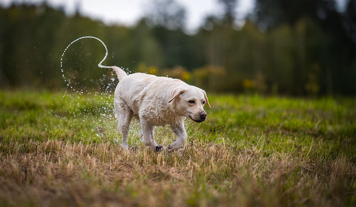 Labrador Retriever Nature Dogs szkolenia psów Skawina