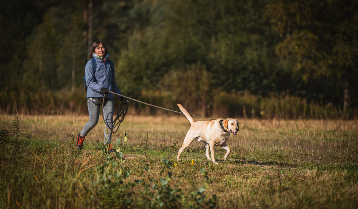 Labrador Retriever Nature Dogs szkolenia psów