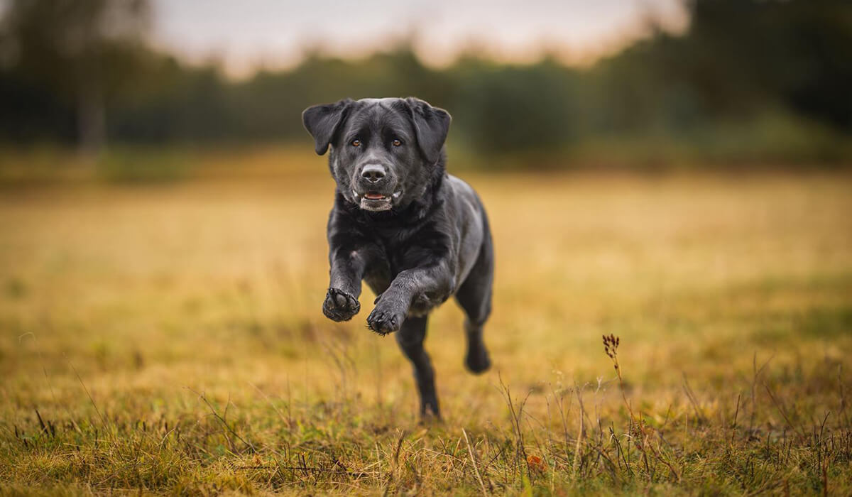 Labrador Retriever Nature Dogs