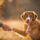 Nova Scotia Duck Tolling Retriever