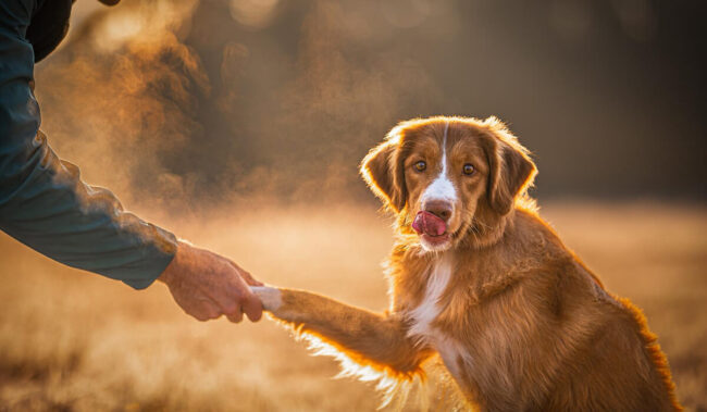 Nova Scotia Duck Tolling Retriever
