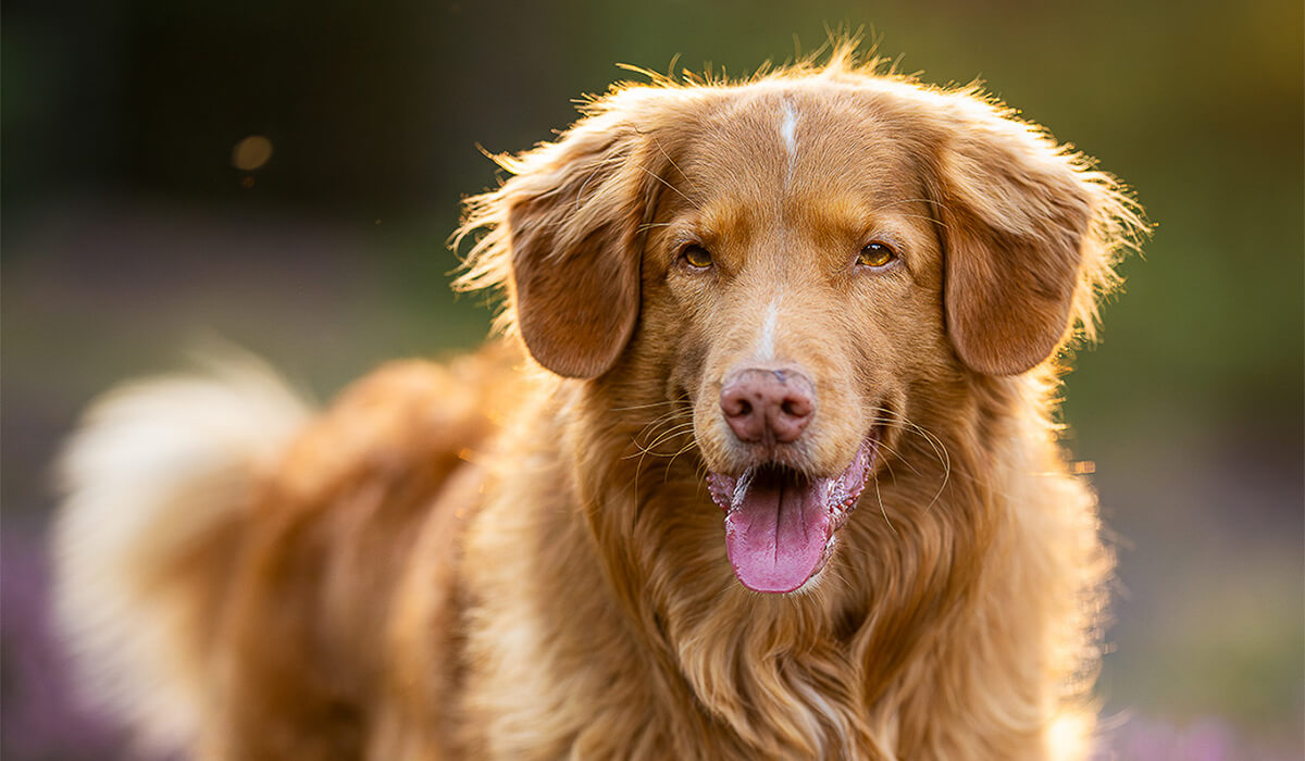 Nova Scotia Duck Tolling Retriever Nature Dogs Nova Scotia Duck Tolling Retriever Nature Dogs