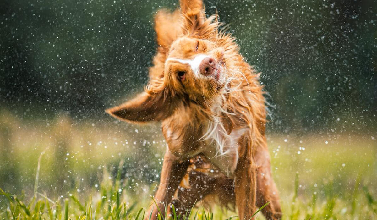 Tolling Retriever Nature Dogs Skawina Tolling Retriever Nature Dogs Skawina