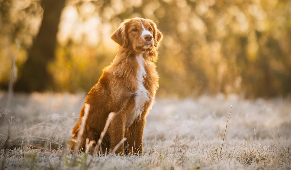 Tolling Retriever Nature Dogs Tolling Retriever Nature Dogs